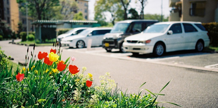  Bright Flowers via photopin (license)
